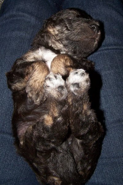 Arc-en-ciel Arlequin 02.02 (5).JPG